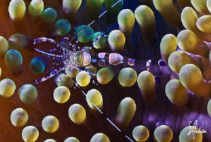 This tiny Spotted Cleaner Shrimp makes it's home in this ... by Steven Anderson 
